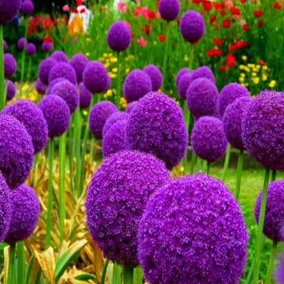 ▫️ - Picture 1 of 3